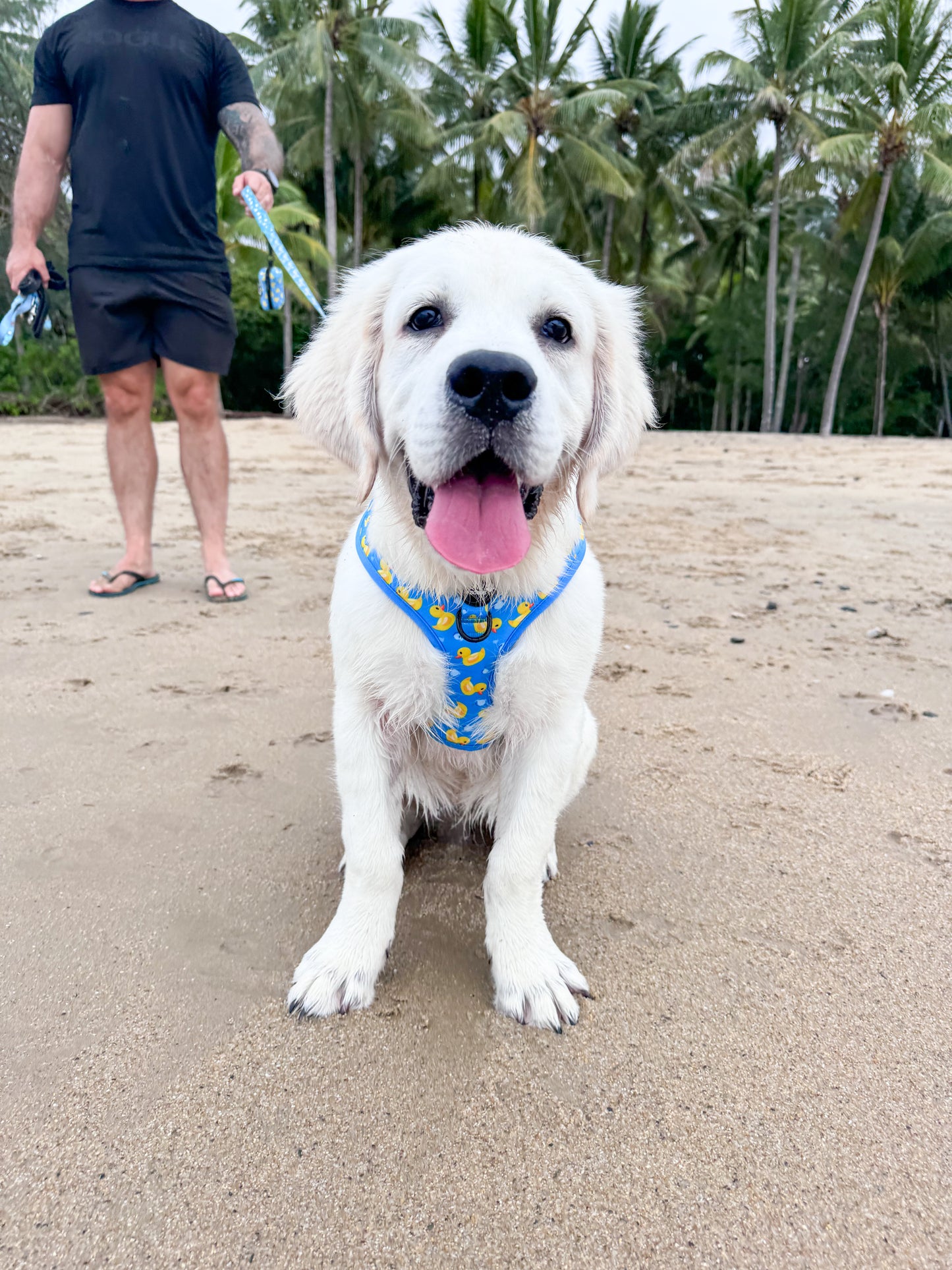Rubber Ducky - Stylish Dog Harness