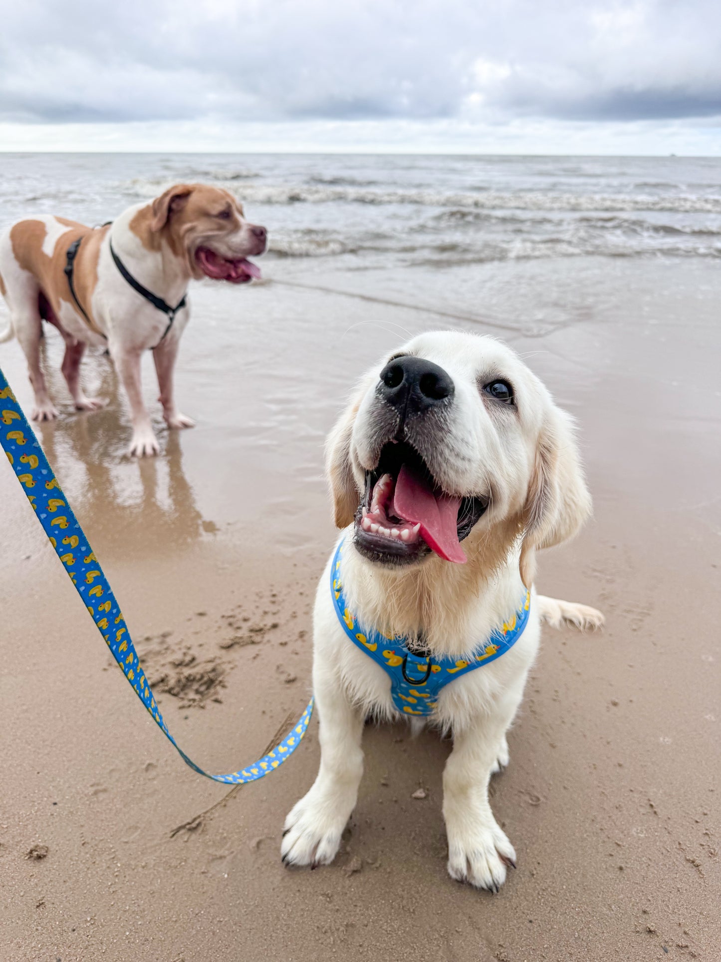 Rubber Ducky - Stylish Dog Leash