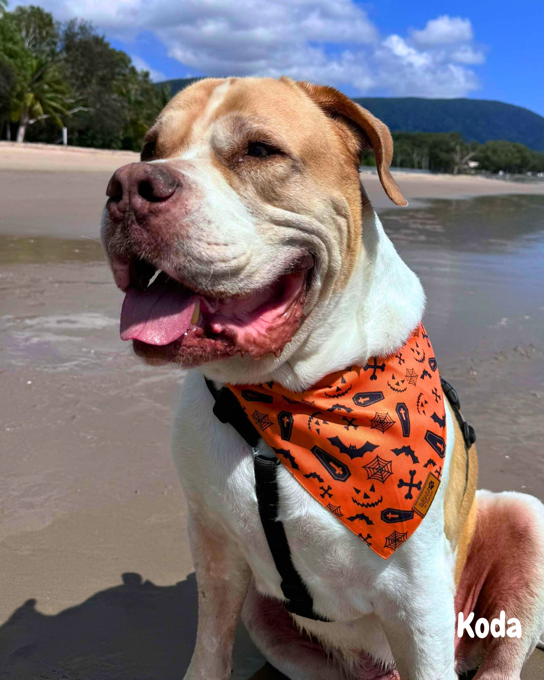 Howl'oween - Pet Bandana