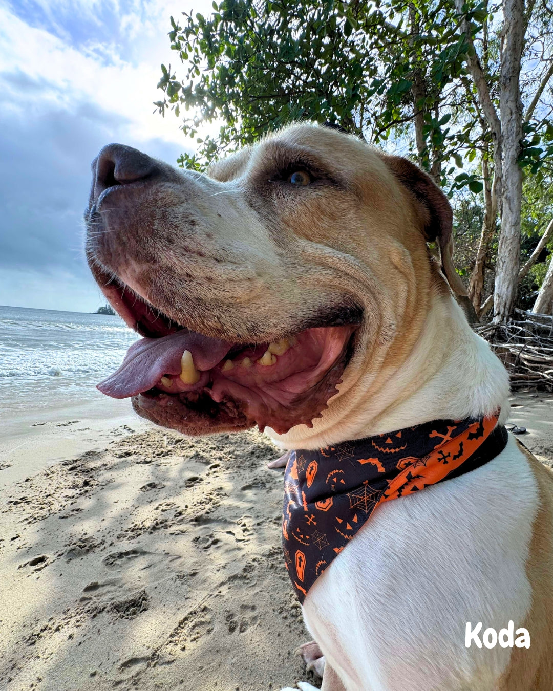 Howl'oween - Pet Bandana