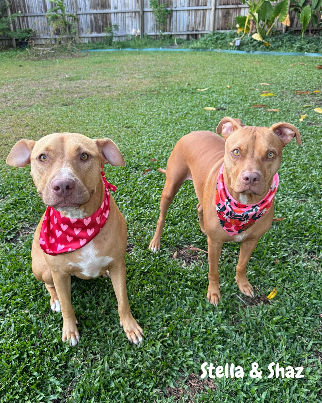 Orange You Glad - Pet Bandana