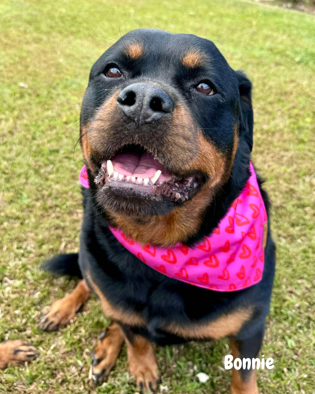 That's So Fetch - Pet Bandana