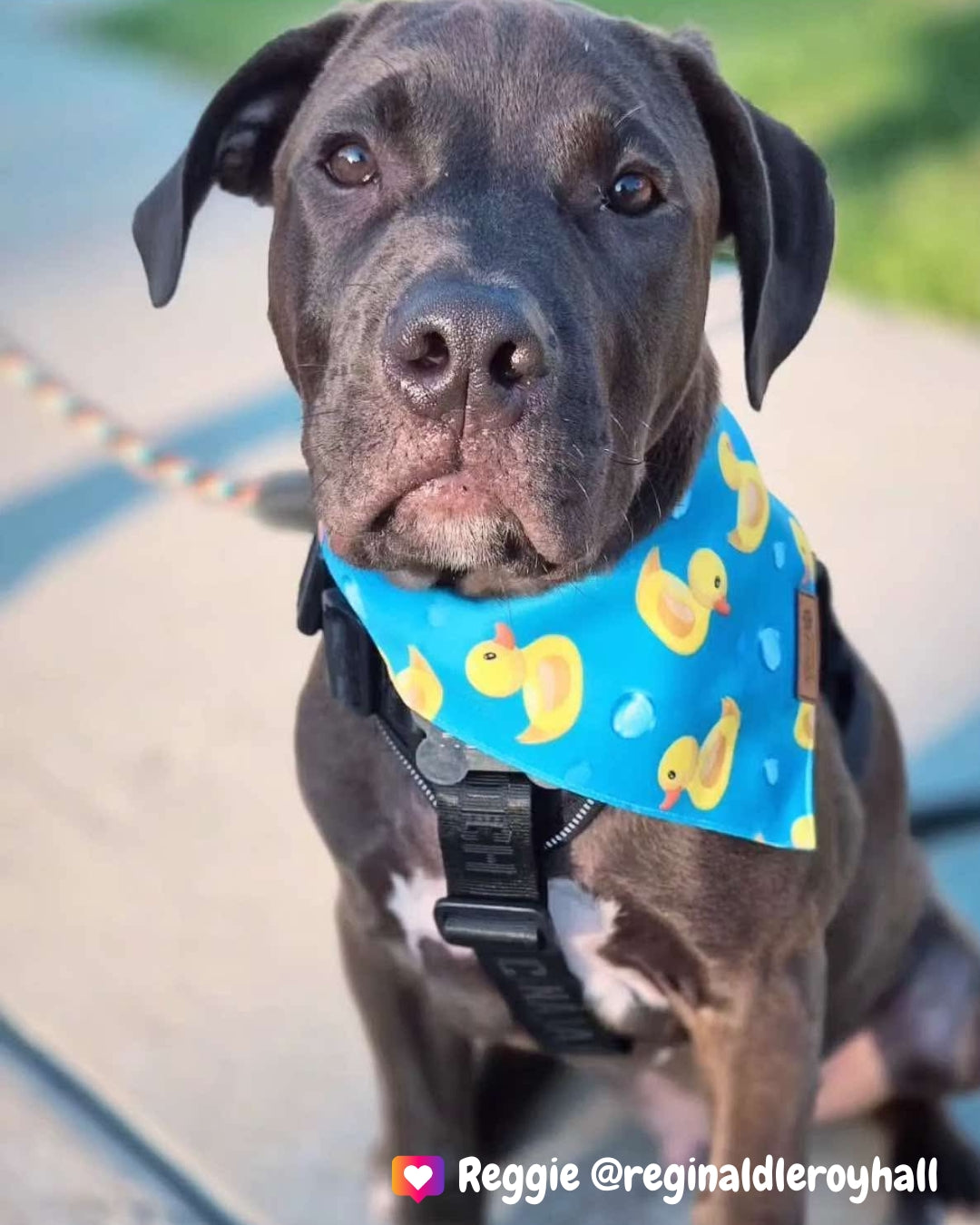 Rubber Ducky (Blue) - Pet Bandana