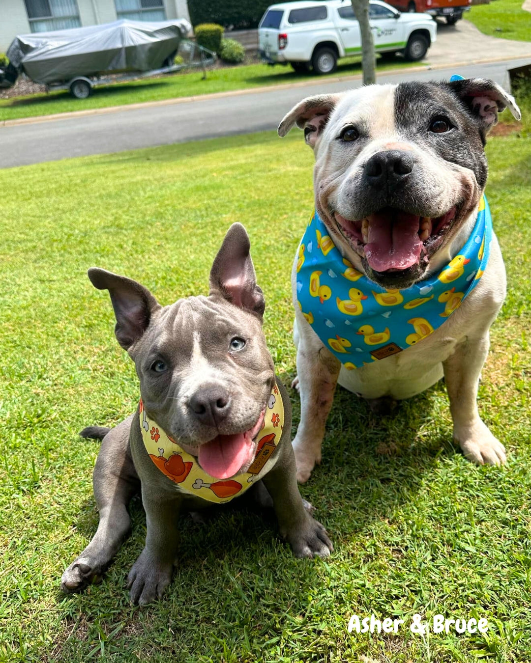 Rubber Ducky (Blue) - Pet Bandana
