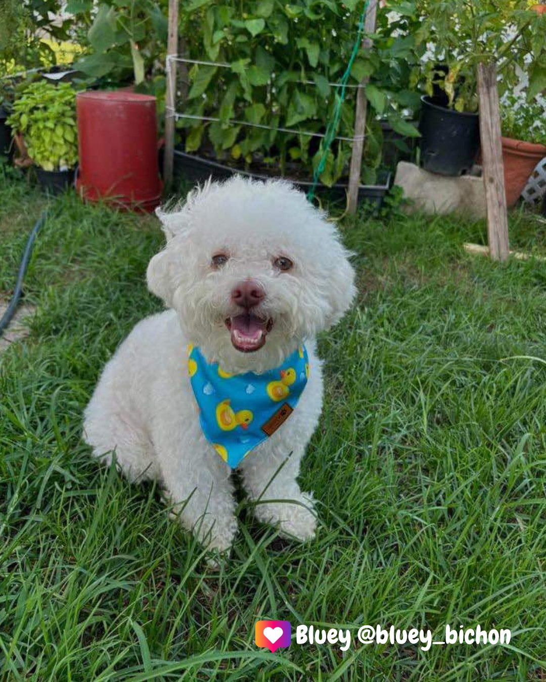 Rubber Ducky (Blue) - Pet Bandana