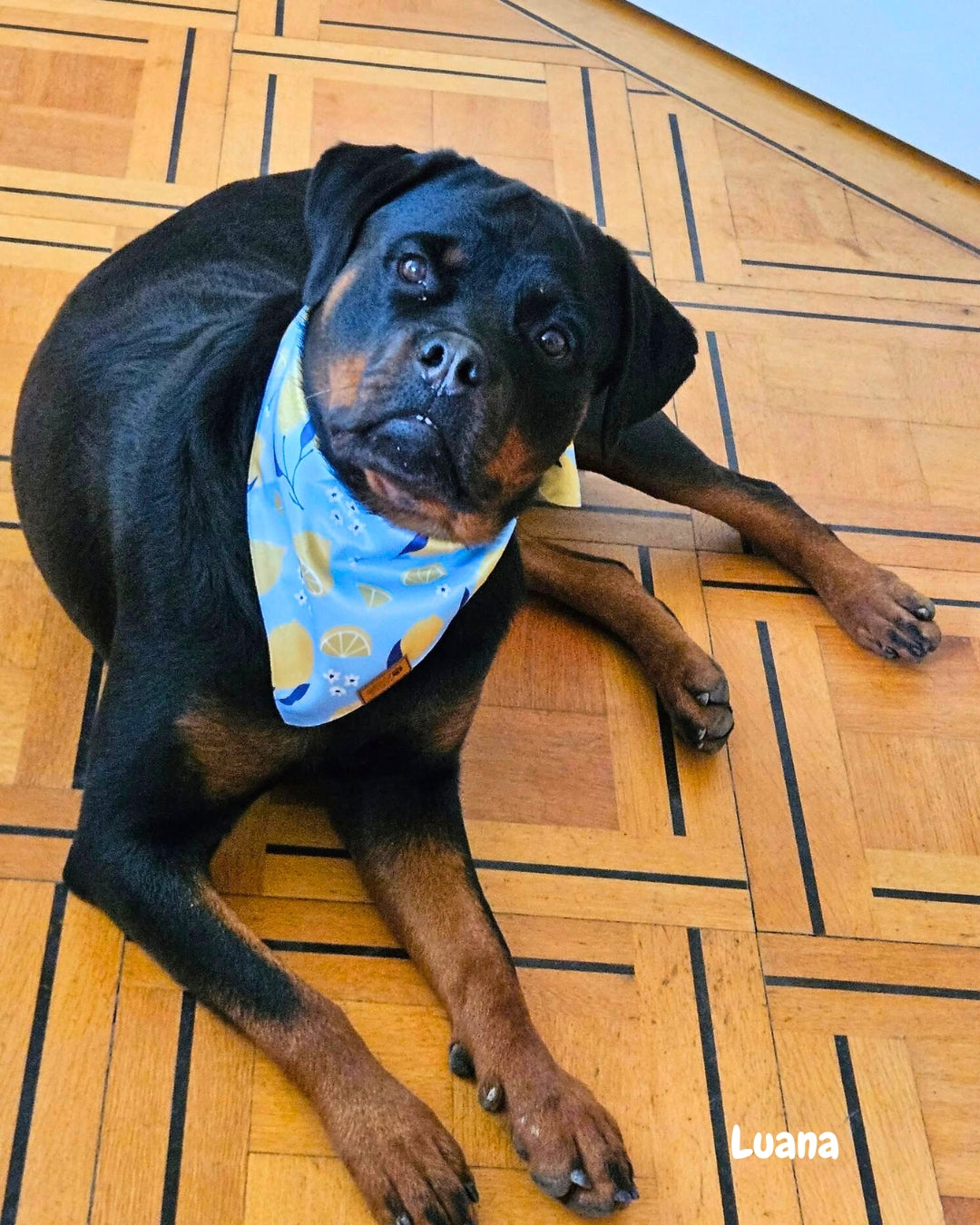 Life's a Lemon - Pet Bandana