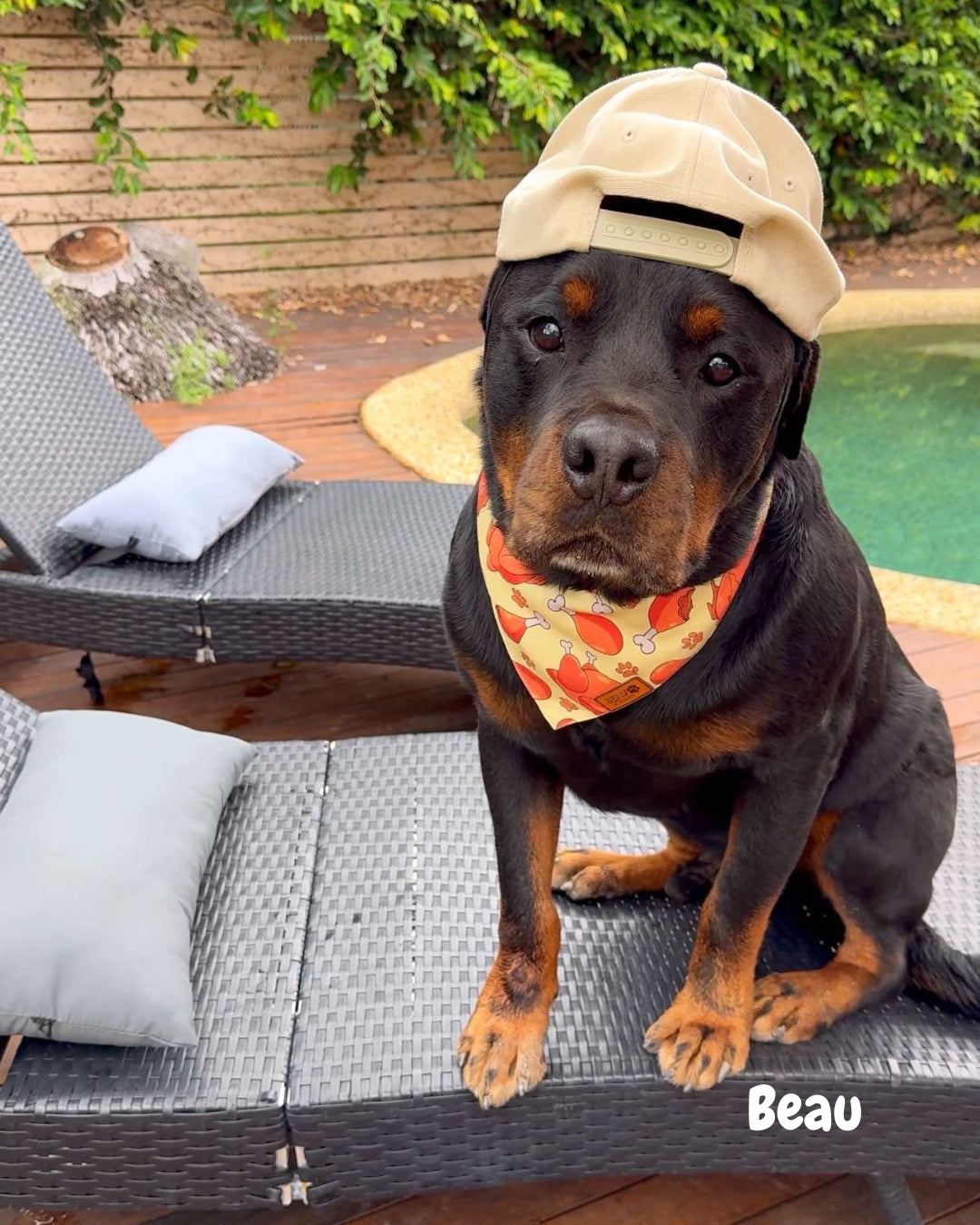 Chimken - Pet Bandana