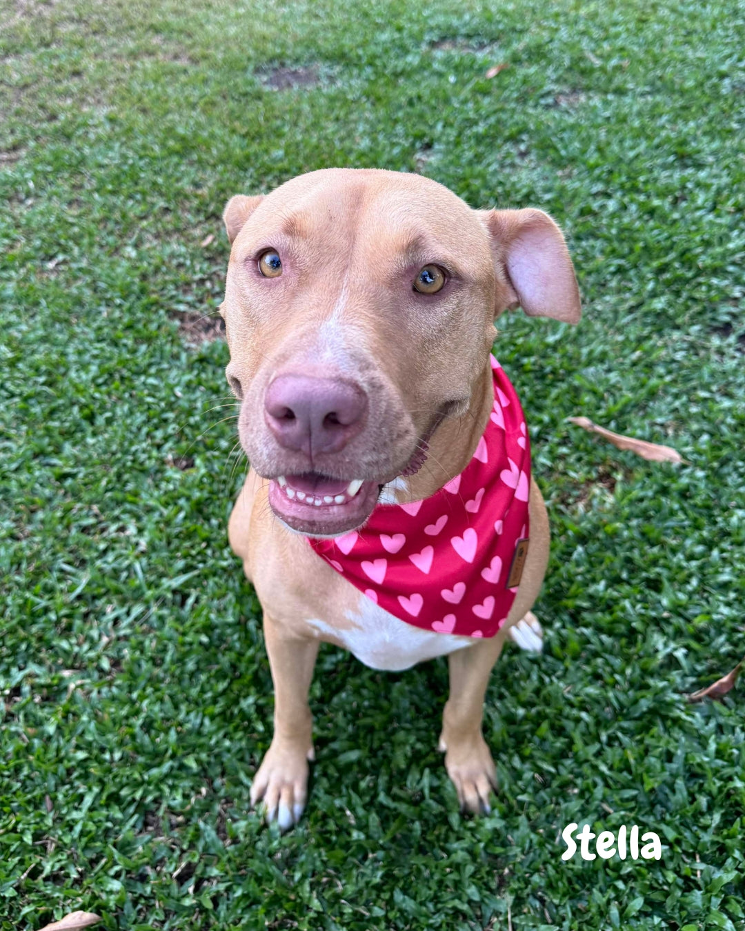 The Rizzler - Pet Bandana