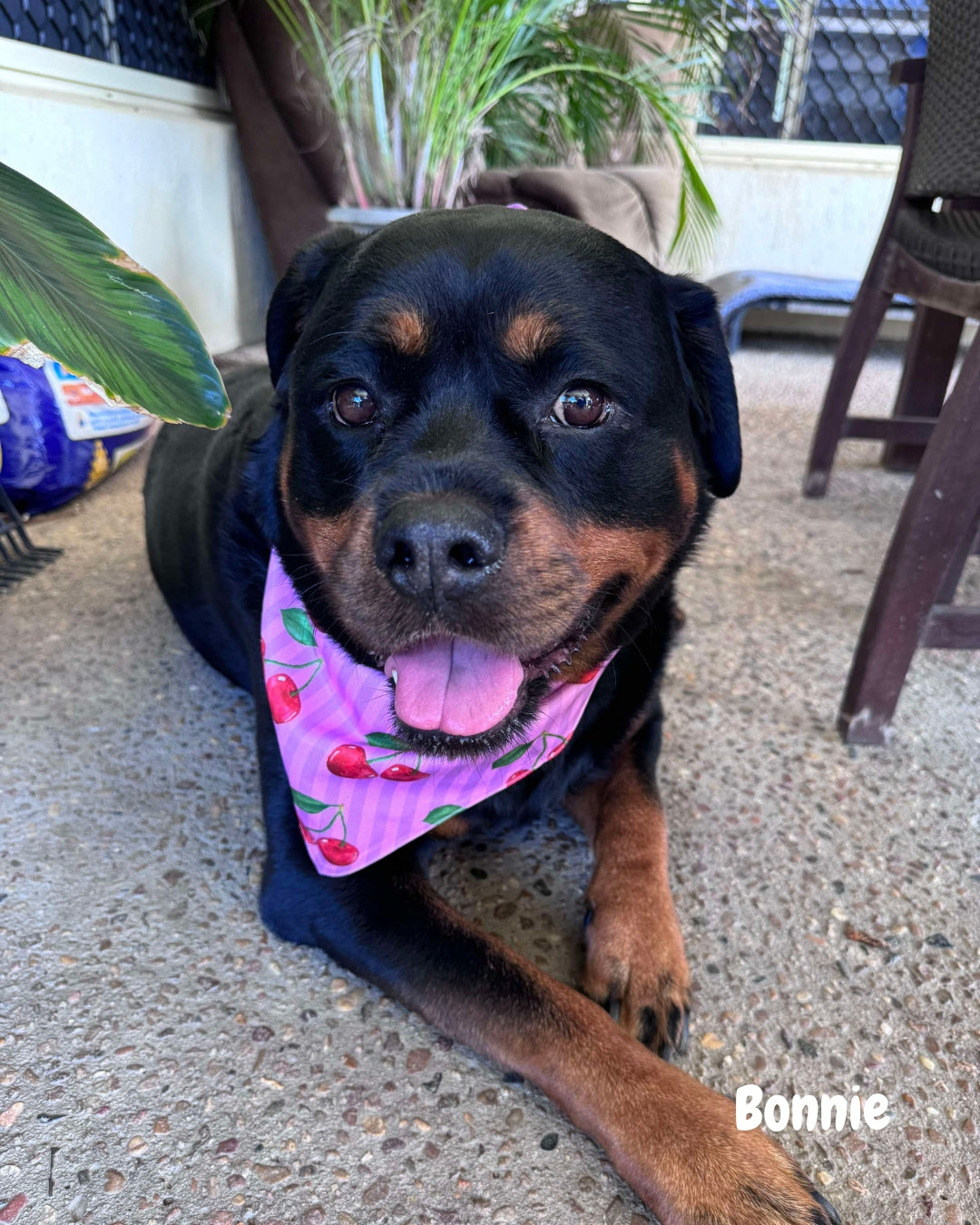 Blossom Boo - Pet Bandana