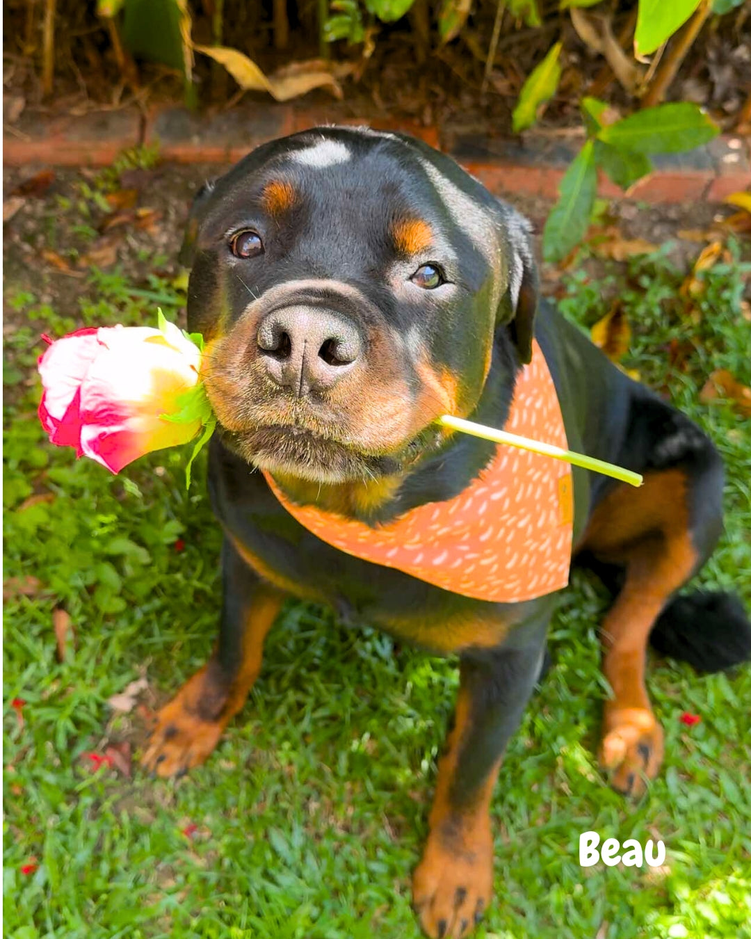 Feathered Mischief - Pet Bandana