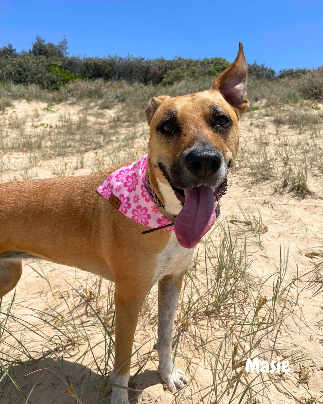 Groovy Baby - Pet Bandana