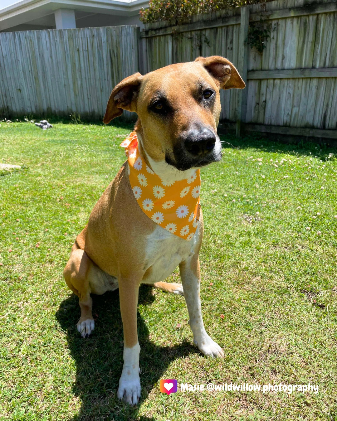 Sunny Petals - Pet Bandana