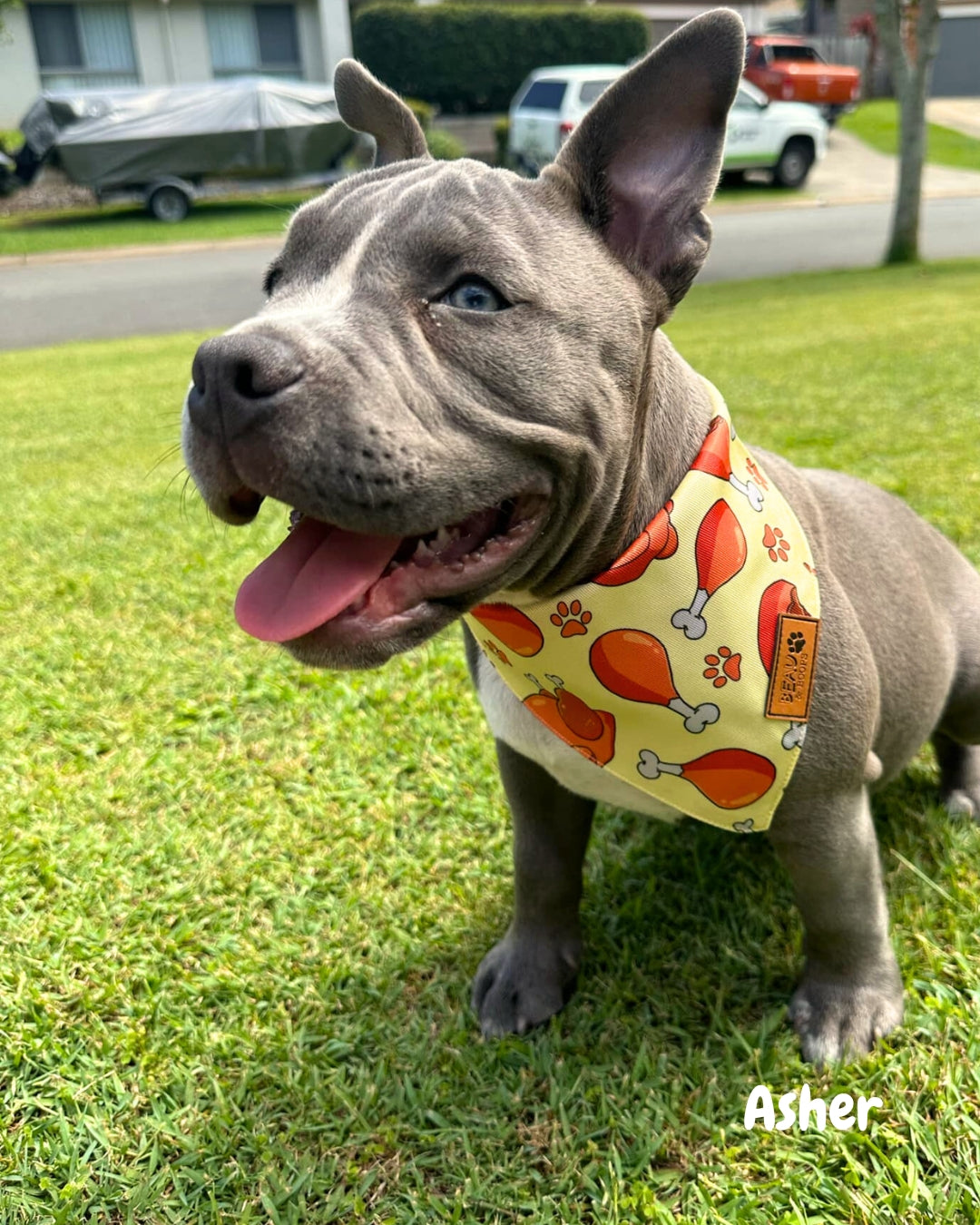 Chimken - Pet Bandana