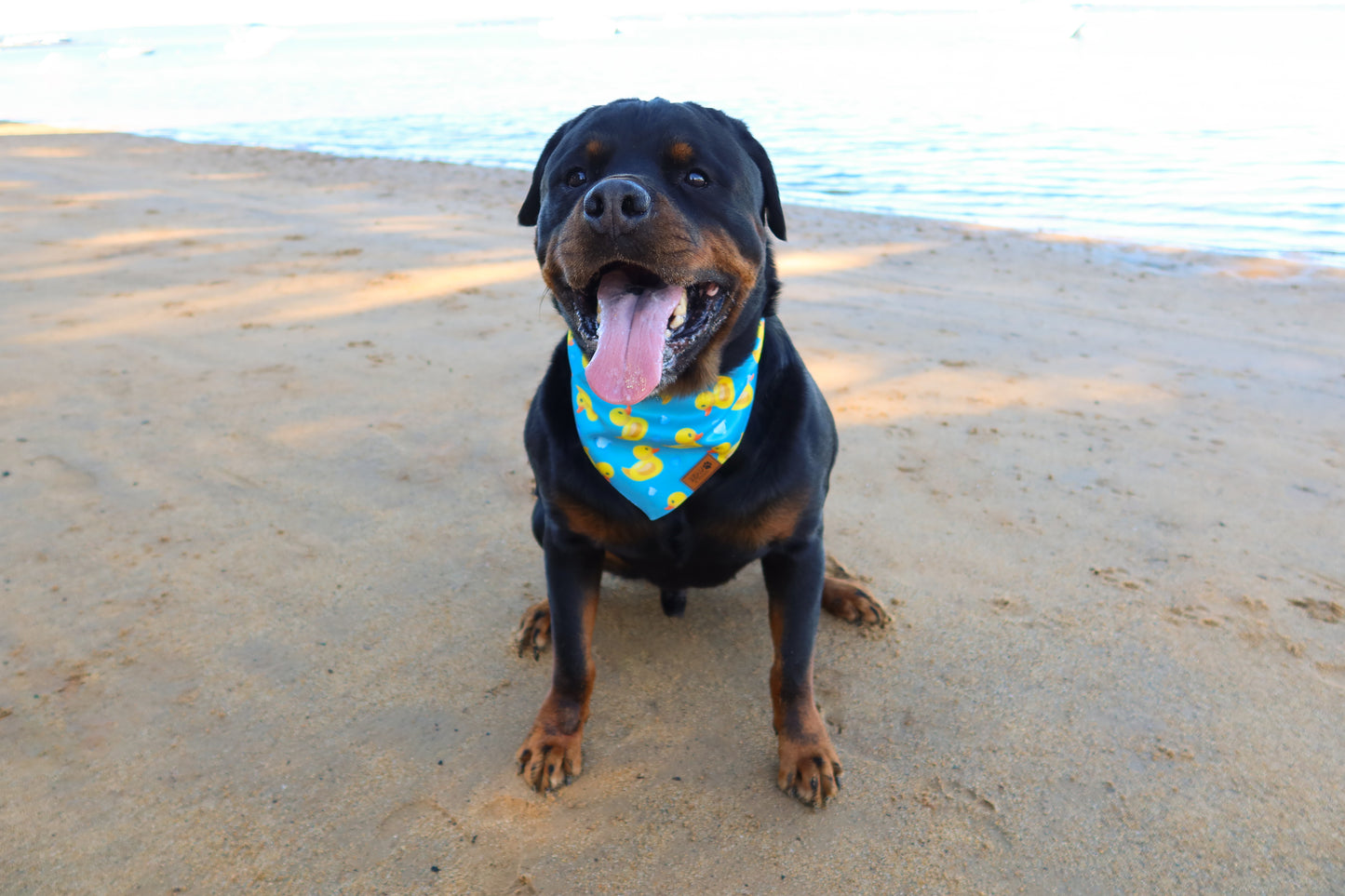 Rubber Ducky (Blue) - Pet Bandana