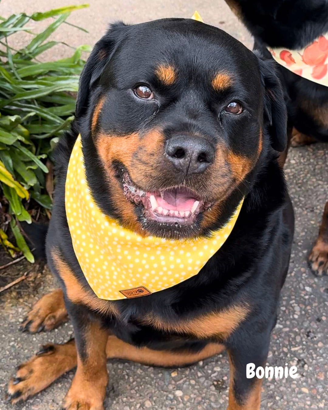 Buttercup Bliss - Pet Bandana